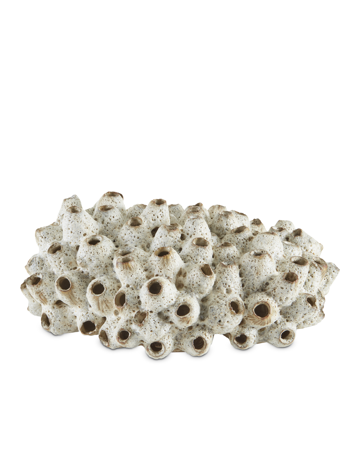 Sulawasi White Shells
