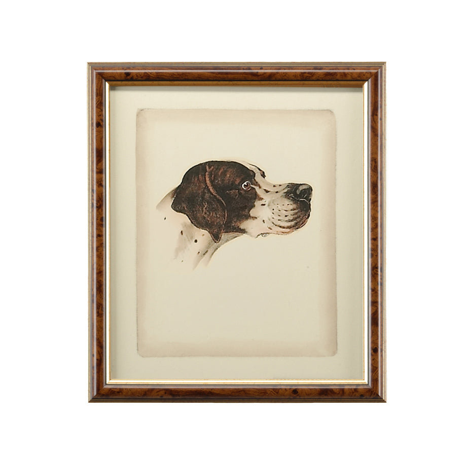 Danchin Pointer