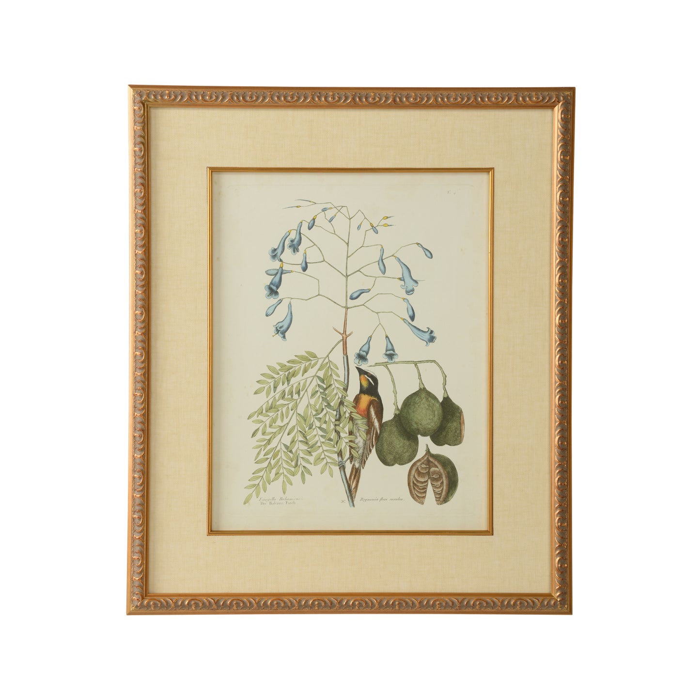 Catesby Bird & Botanical II