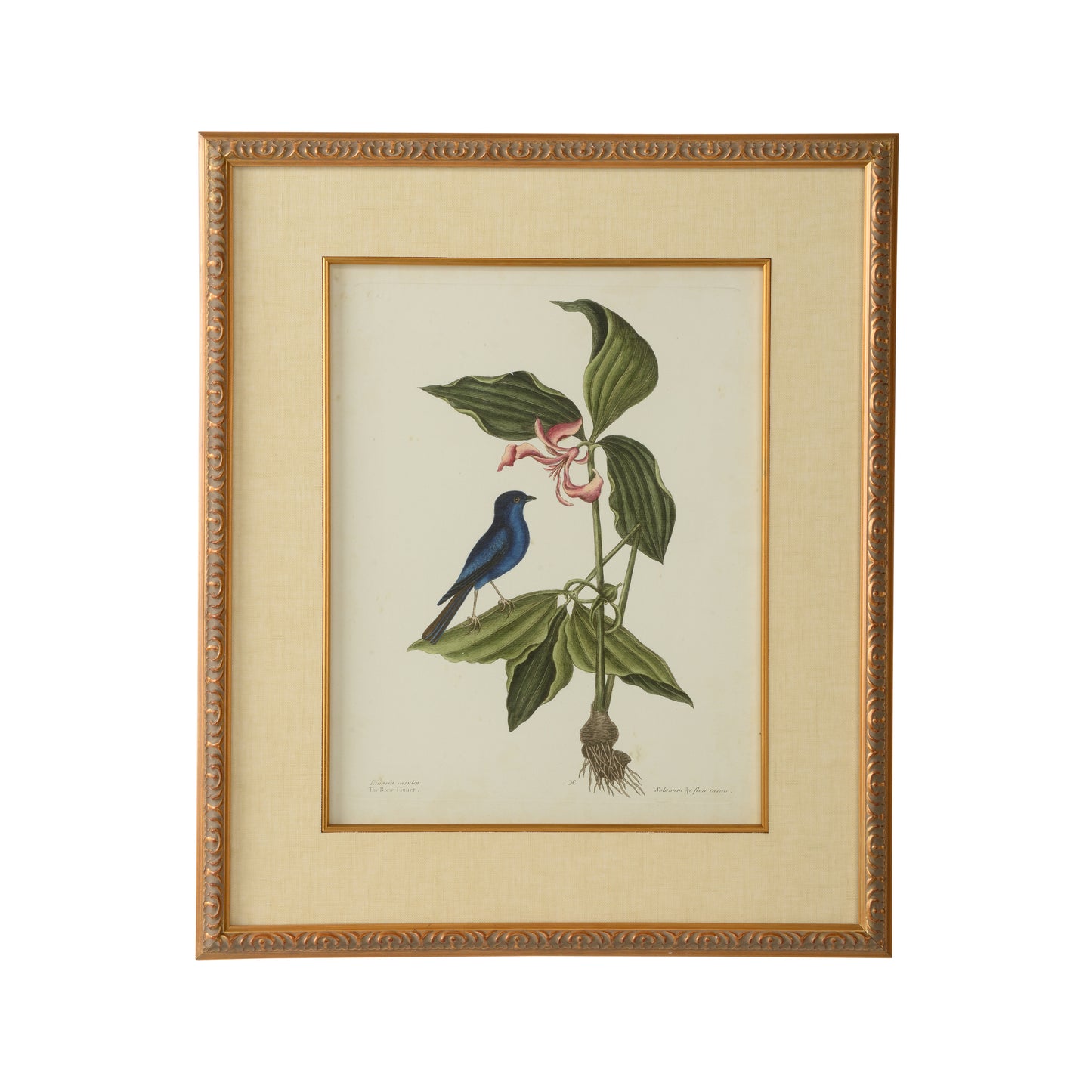 Catesby Bird & Botanical IV