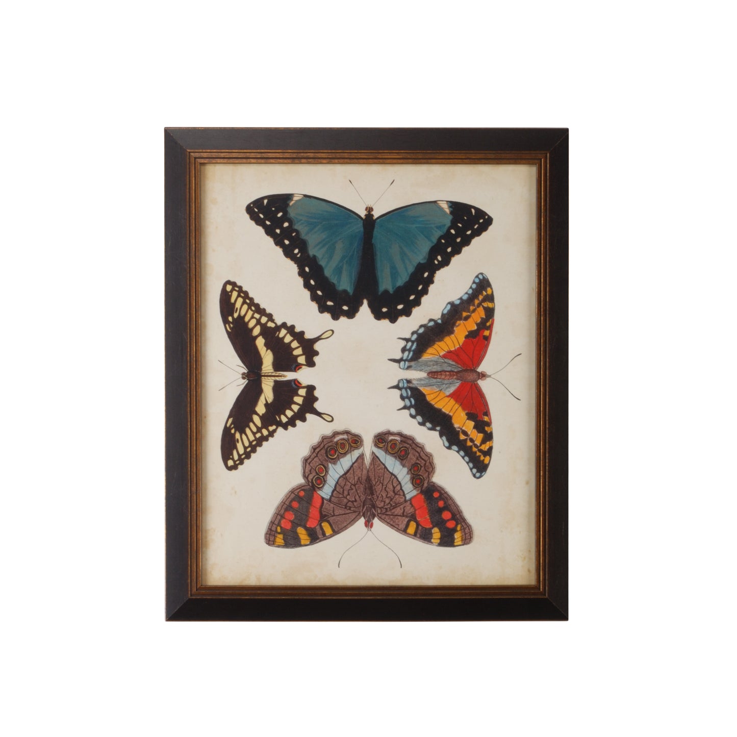 Display Of Butterflies I