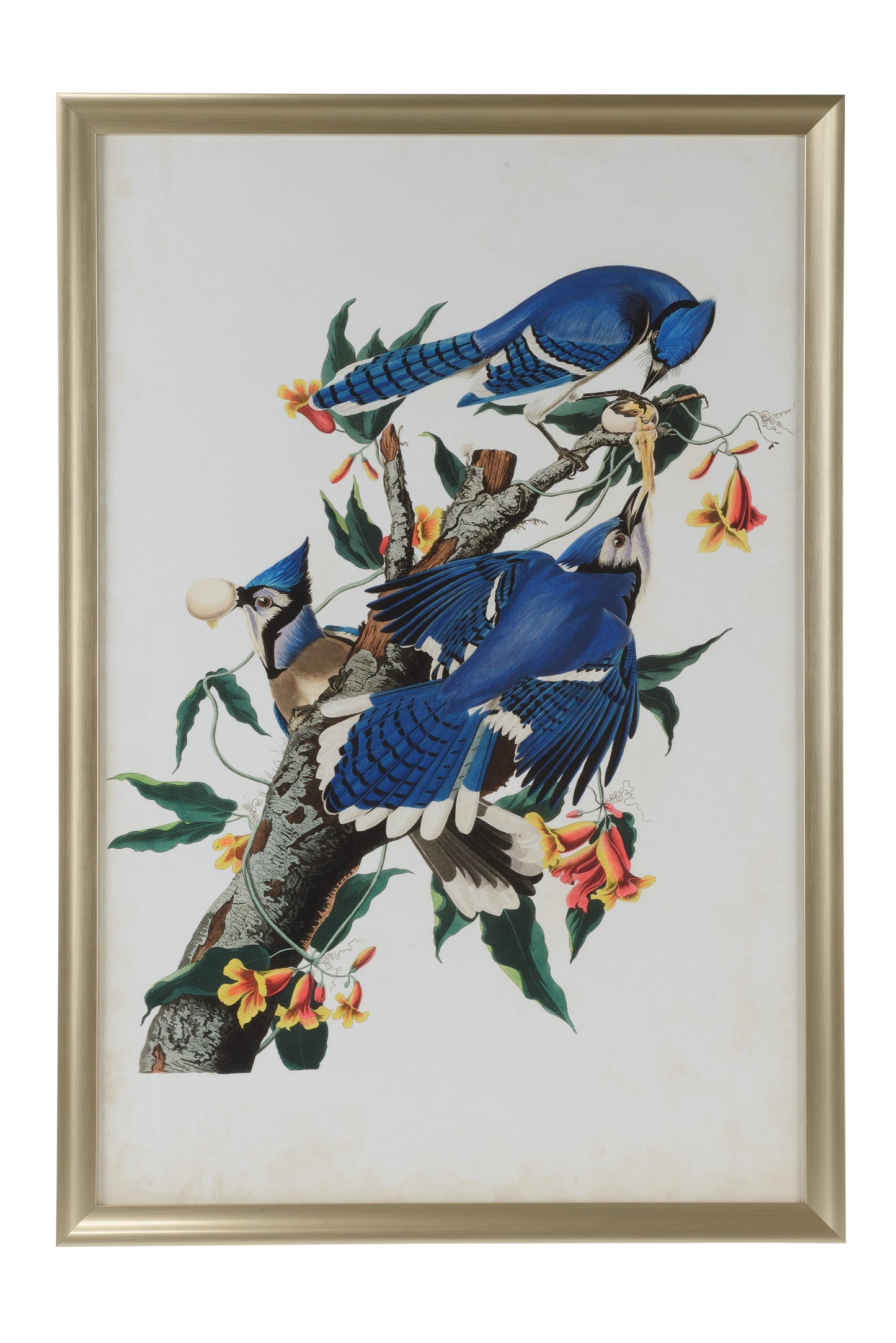 Audubon Blue Jay I