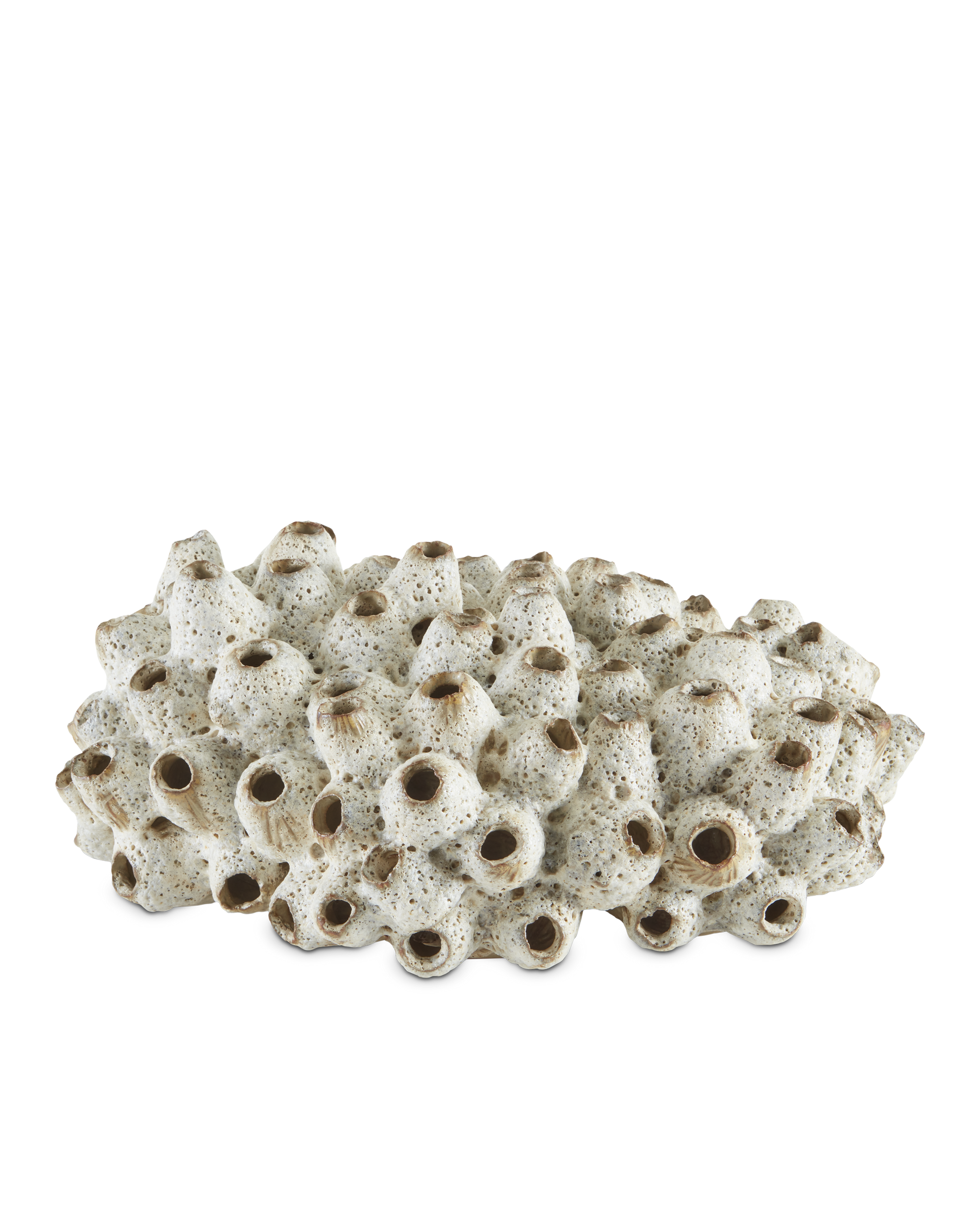 Sulawasi White Shells