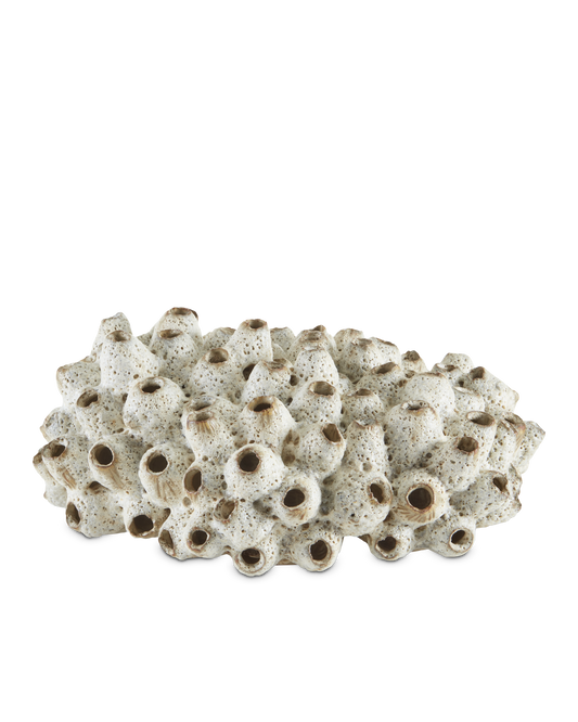 Sulawasi White Shells