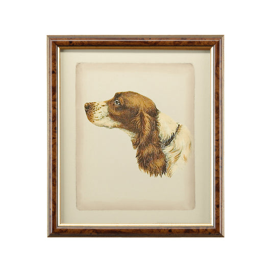 Danchin Cocker Spaniel