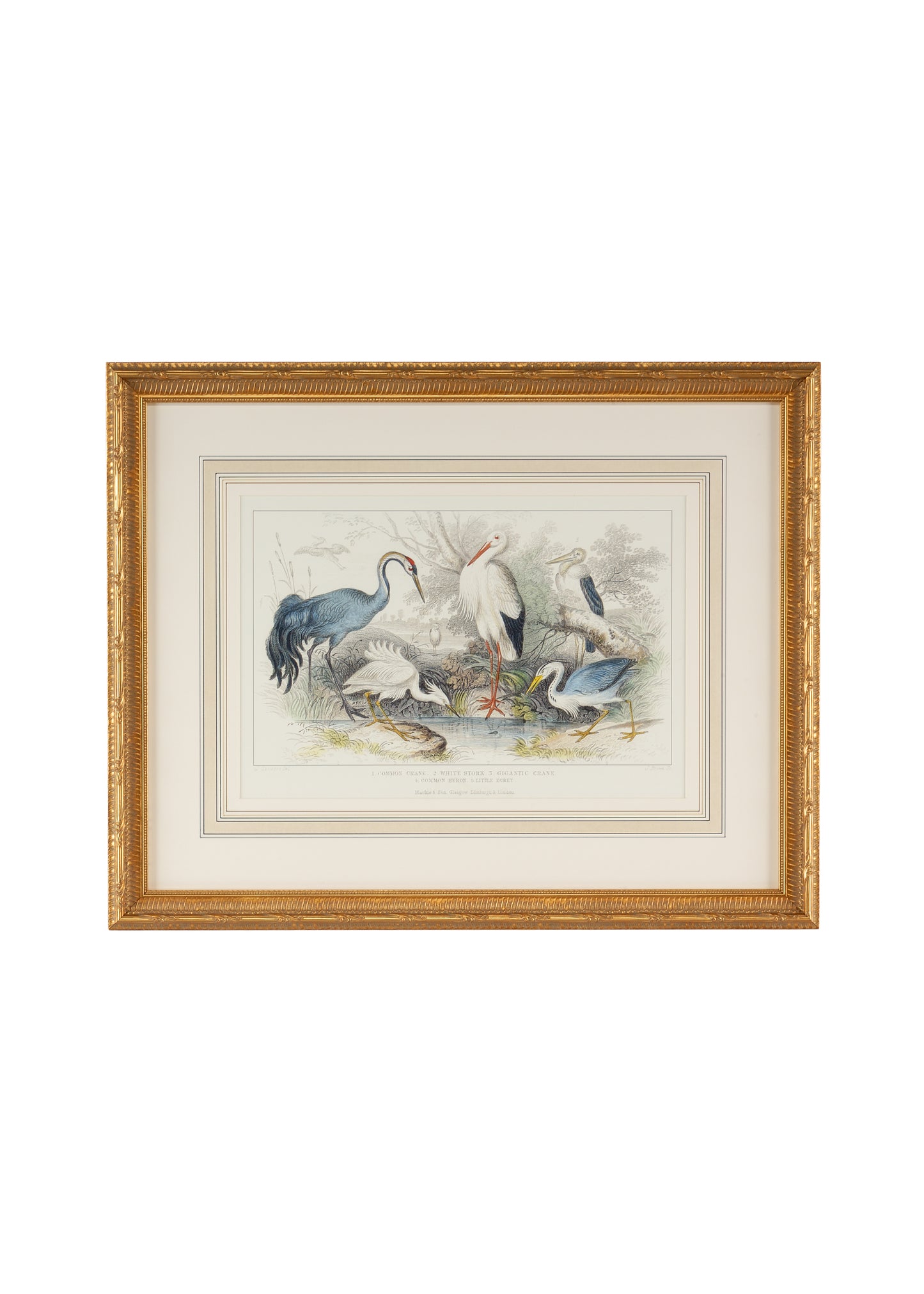 Herons, Egrets & Cranes