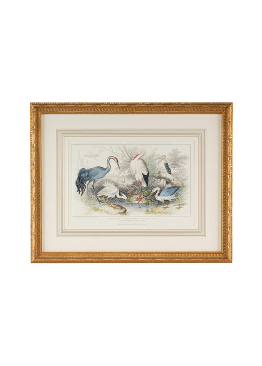 Herons, Egrets & Cranes