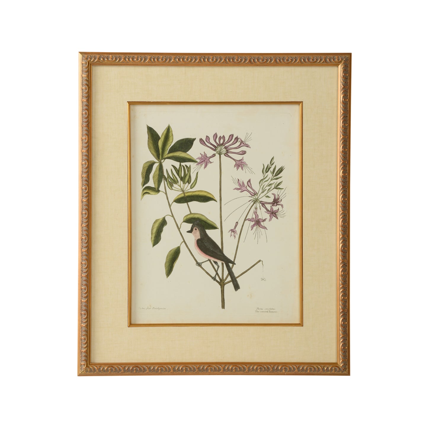 Catesby Bird & Botanical I