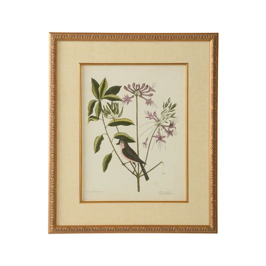 Catesby Bird & Botanical I