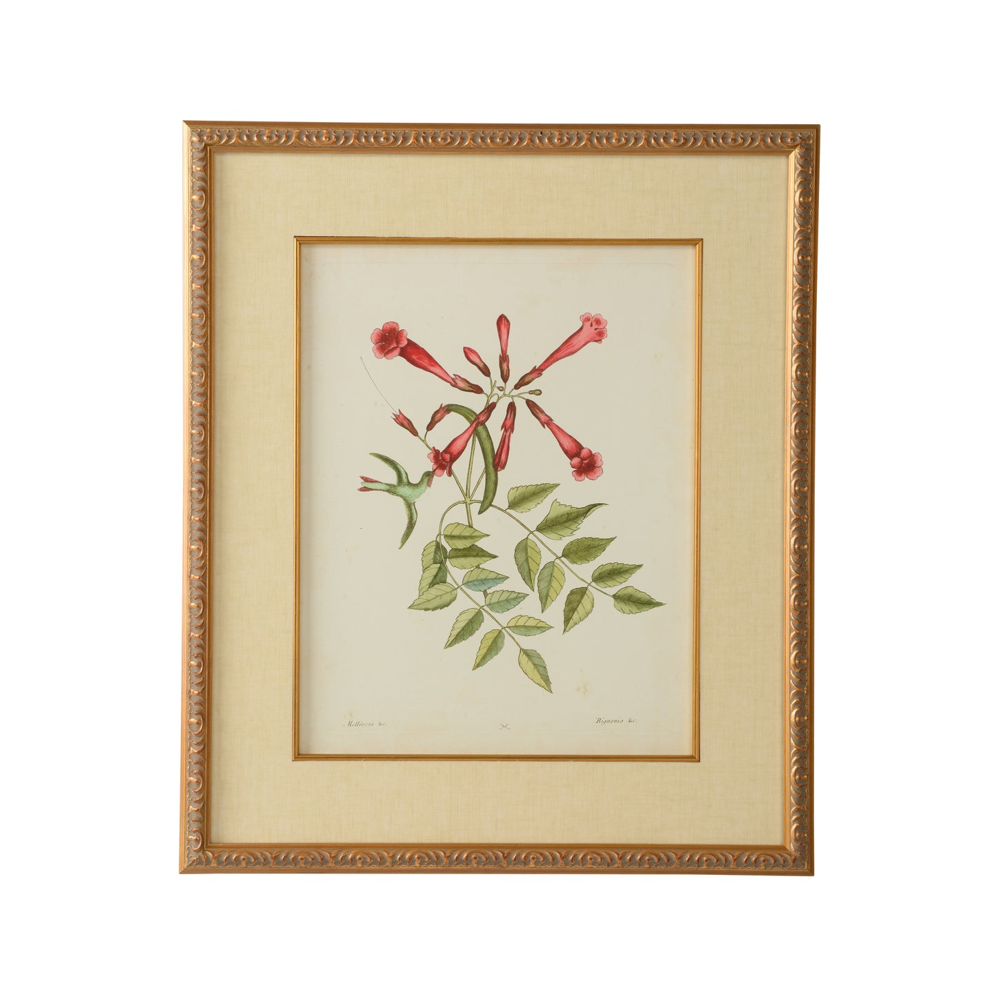 Catesby Bird & Botanical VI