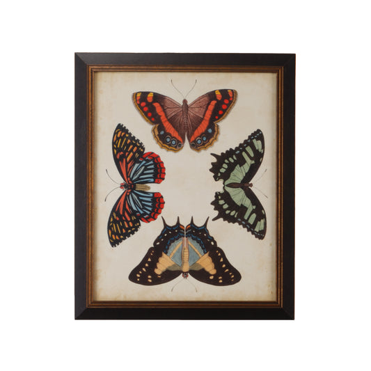 Display Of Butterflies IV